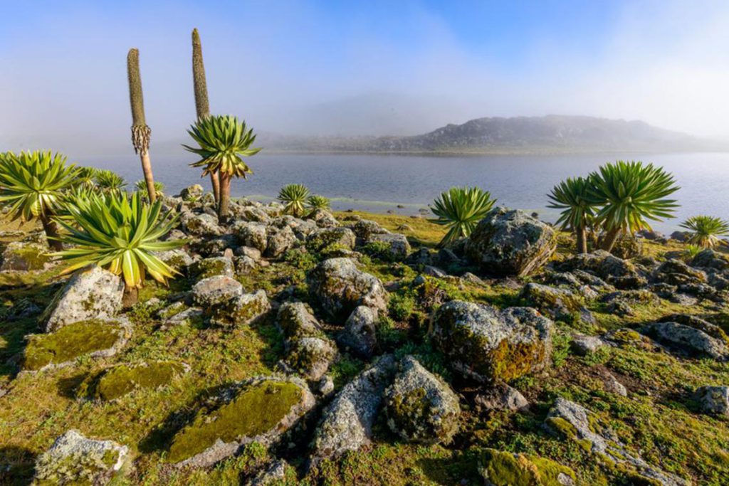 Bale Mountains National Park